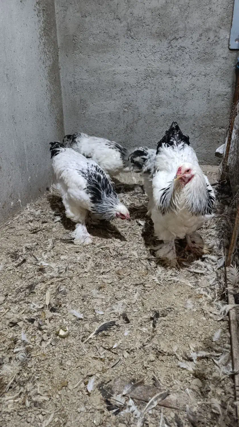 فروش خروس برهما لایت|حیوانات مزرعه|گوگان, |دیوار