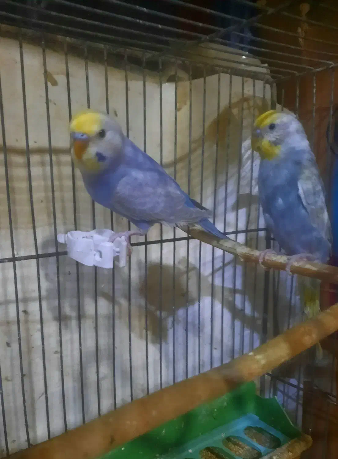 مرغ عشق رنگین کمانی|پرنده|تهران, امام حسین|دیوار