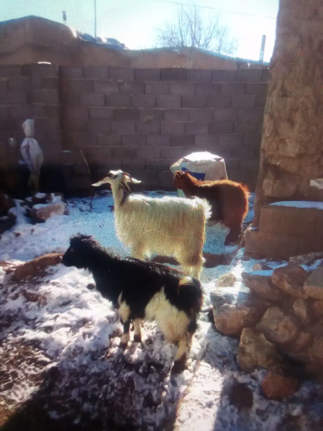 بز نر و ماده|حیوانات مزرعه|قروه, |دیوار