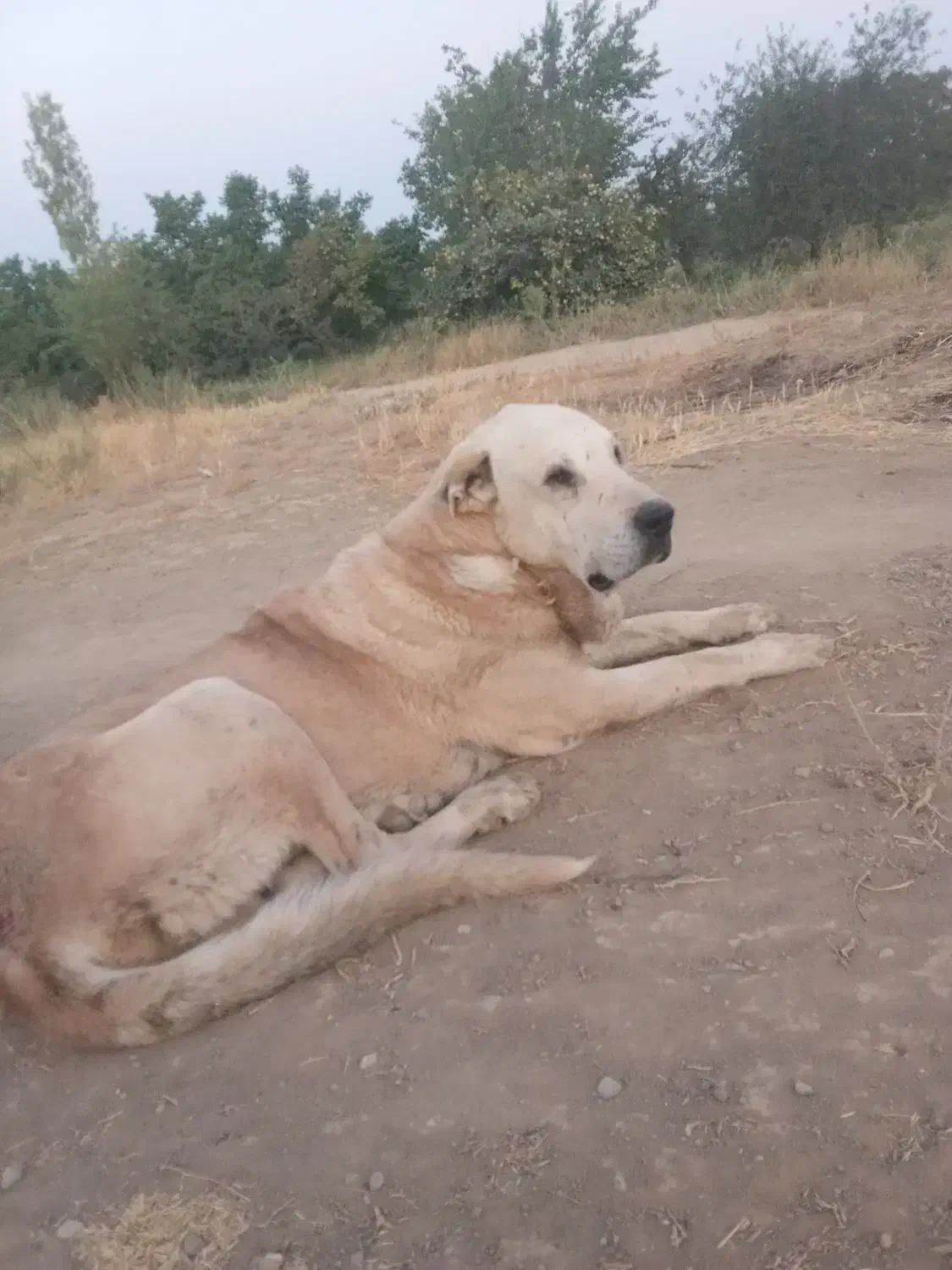 سگ عراقی گله ای|سگ|نوشین شهر, |دیوار