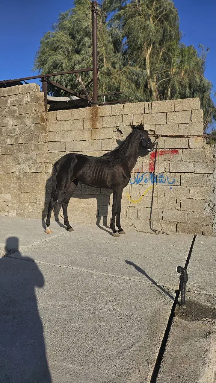 کره نریون|اسب و تجهیزات اسب‌سواری|بهبهان, |دیوار