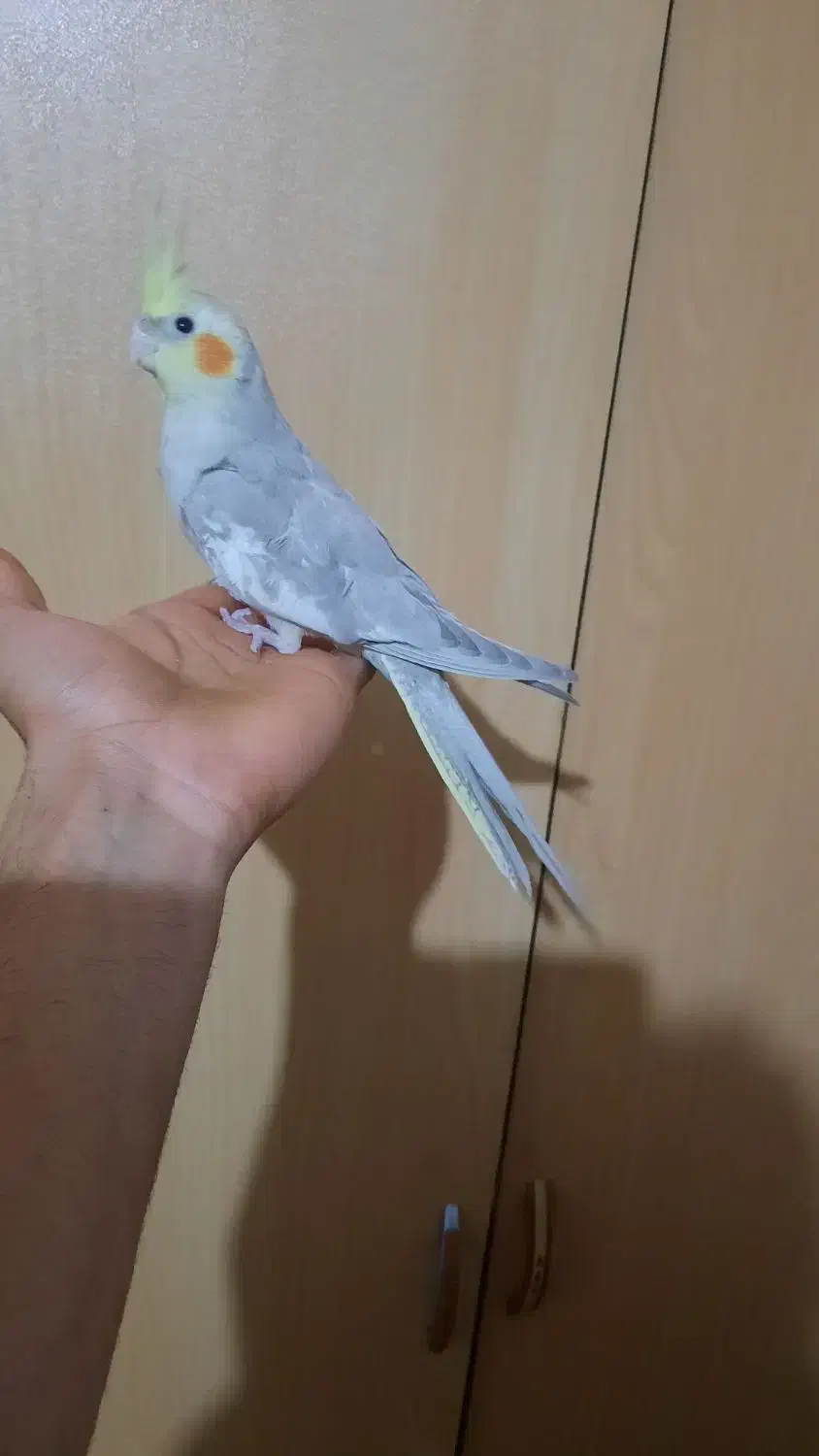 جوجه طوطی عروس|پرنده|سنگر, |دیوار