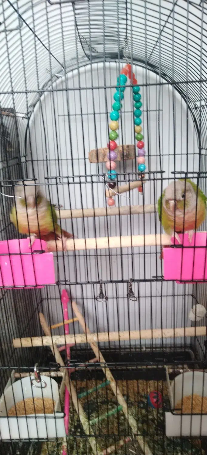 گرینچیک عروس هلندی مرغ عشق|پرنده|مشهد, شهرک مهرگان|دیوار