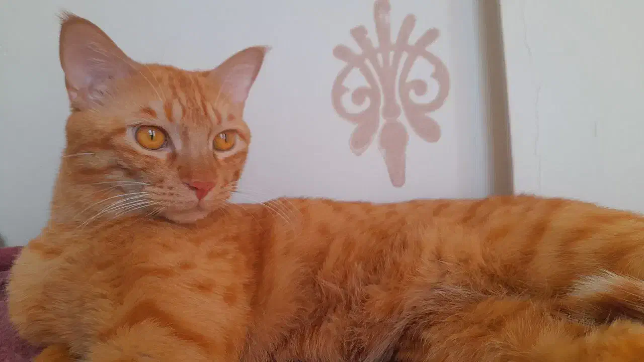 گربه نر نارنجی|گربه|مشهد, ادیب نیشابوری (شهرک غرب)|دیوار