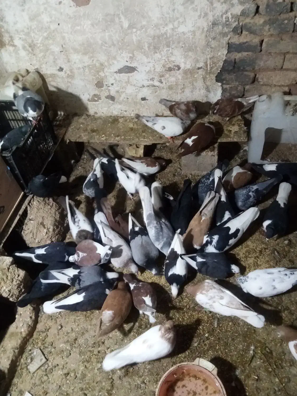 کفترزیبا|پرنده|قائن, |دیوار