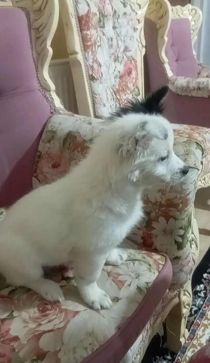 چیکو کوچولو|سگ|محمدیه-قزوین, |دیوار