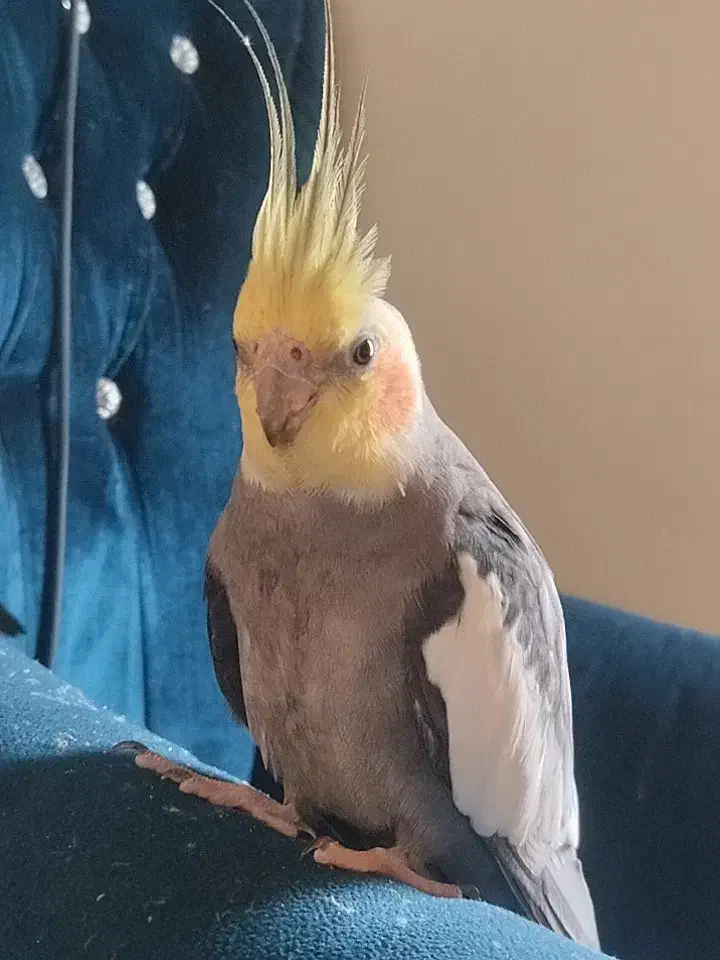 عروس هلندی|پرنده|نشتارود, |دیوار