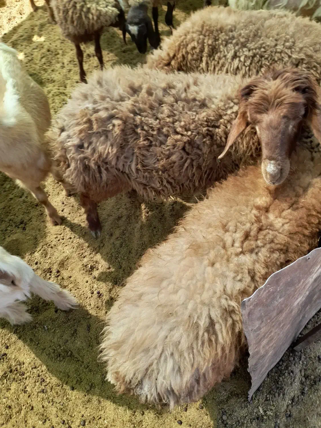 ۱۲بره نر شیری کشتاری هم پای پروار|حیوانات مزرعه|کوهدشت, |دیوار