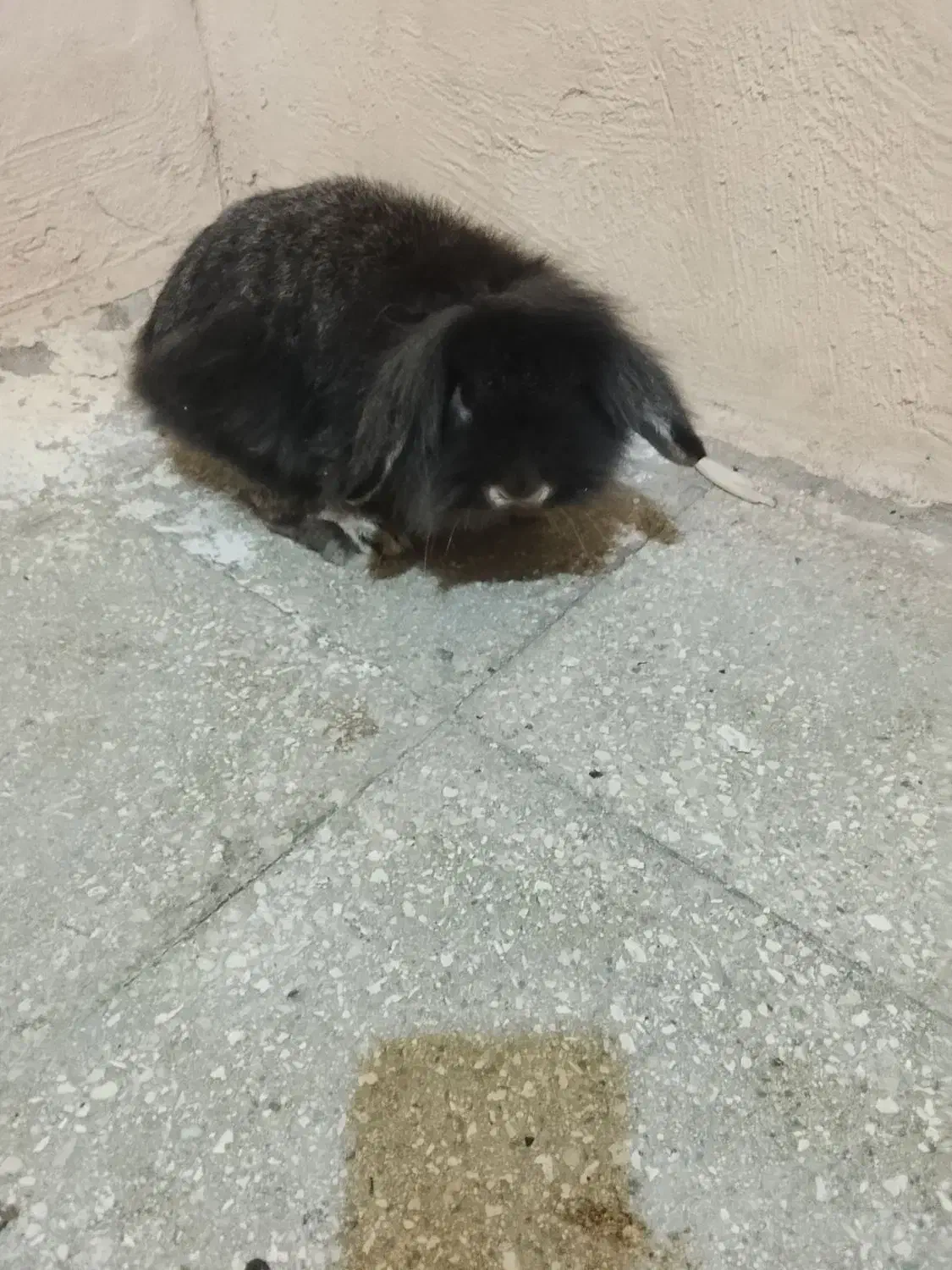 300|موش و خرگوش|قم, وادی السلام|دیوار