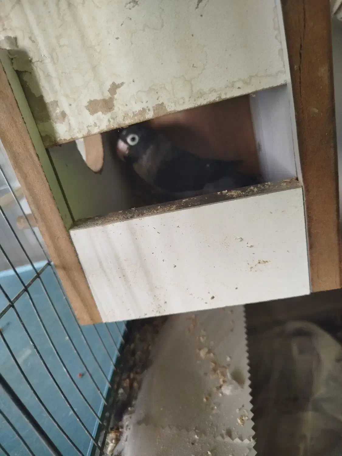 طوطی بریزیلی رنگ خاص مولد و کبوترهای زینتی خاص|پرنده|اصفهان, کوی ولی عصر|دیوار