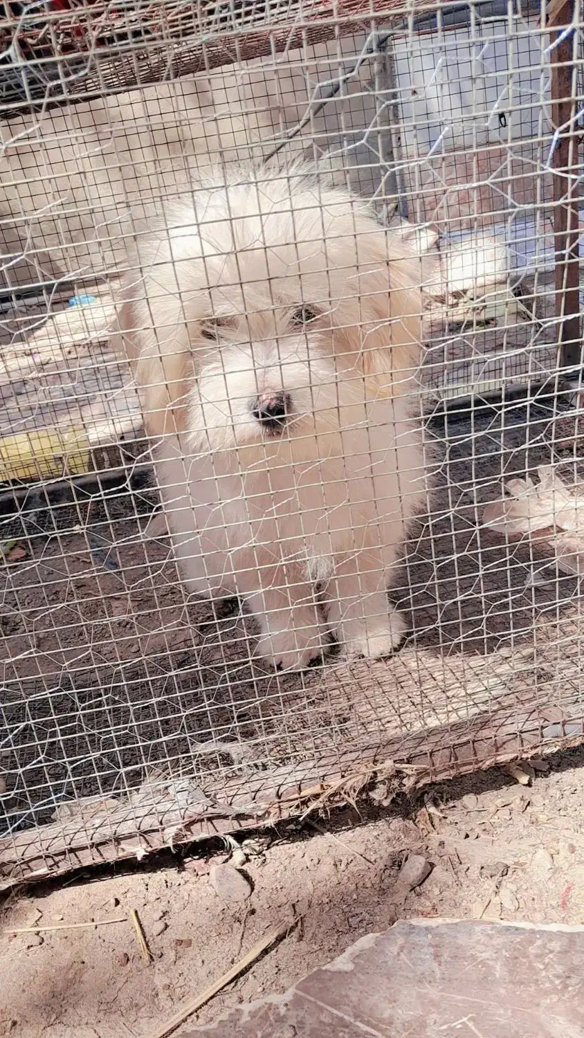 سگ شیتزو|سگ|بم, |دیوار