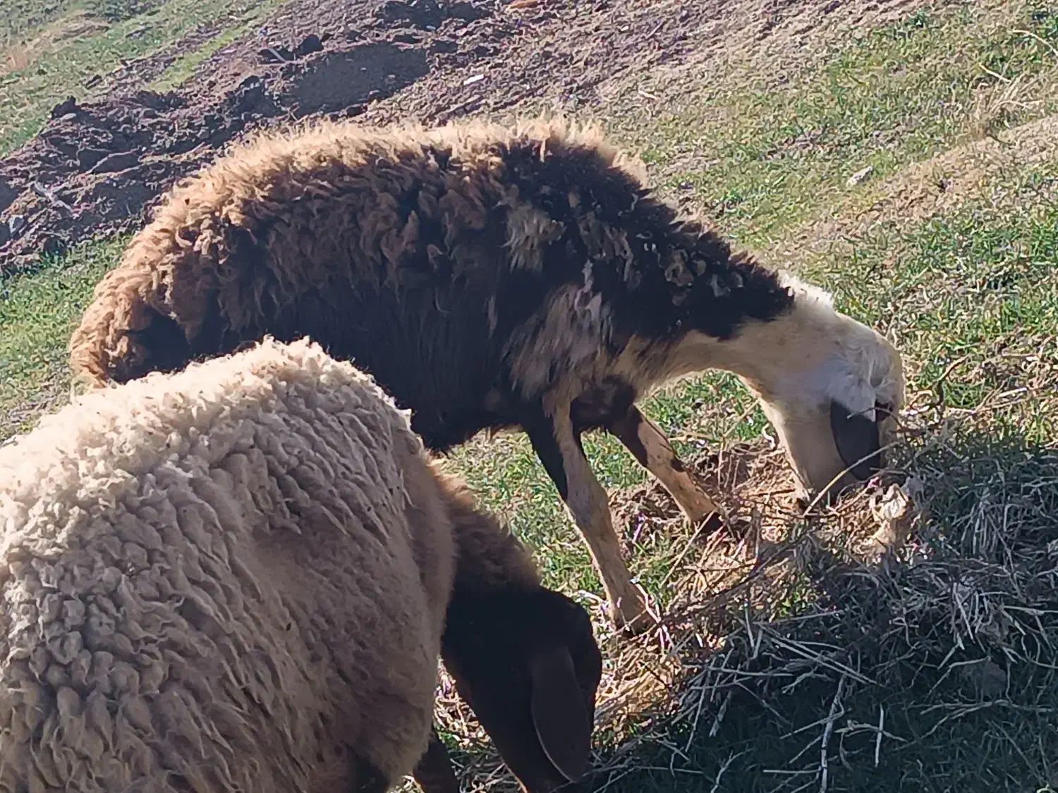 گوسفند|حیوانات مزرعه|بیرانوند, |دیوار