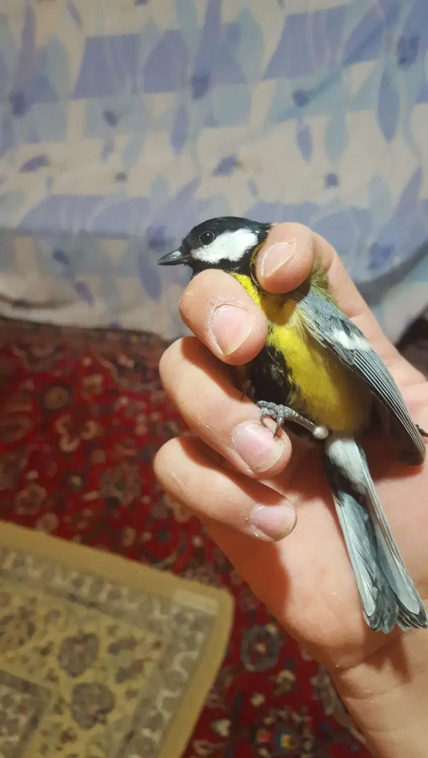 سهره|پرنده|بروجرد, |دیوار