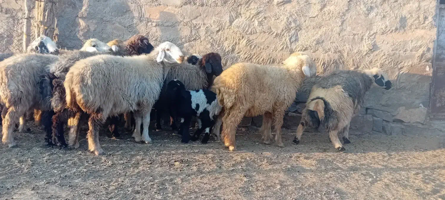 فروش میش داشتی|حیوانات مزرعه|سمیرم, |دیوار