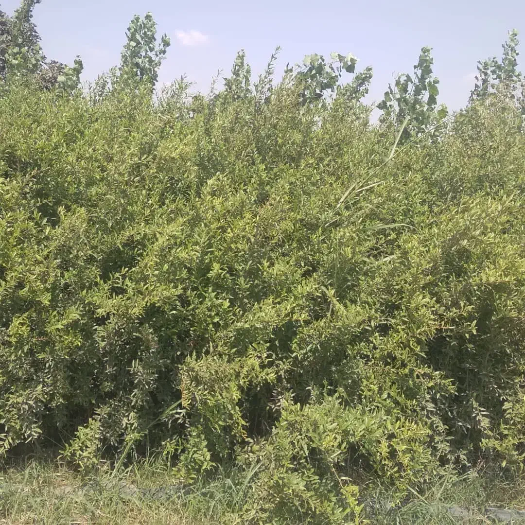 نهال انار رقم واندرفول آمریکا کشت بافت هسته نرم|خدمات باغبانی و درختکاری|گنبد کاووس, |دیوار