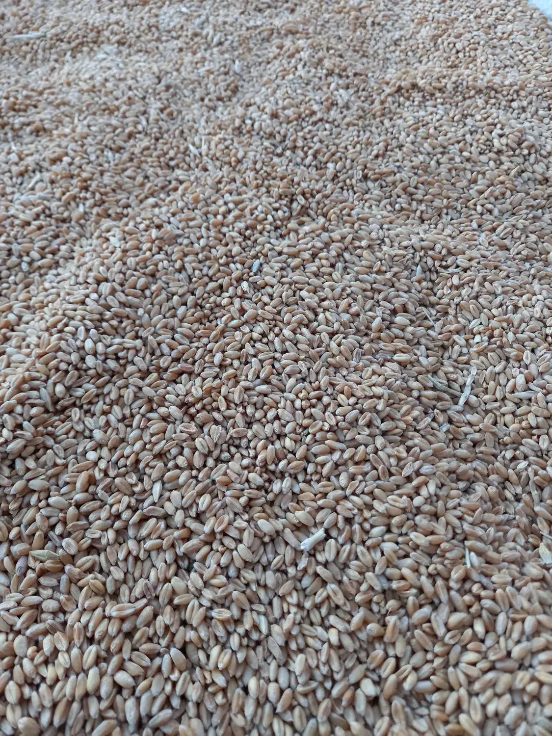 گندم تحویل  با نیسان|خوردنی و آشامیدنی|چناران, |دیوار