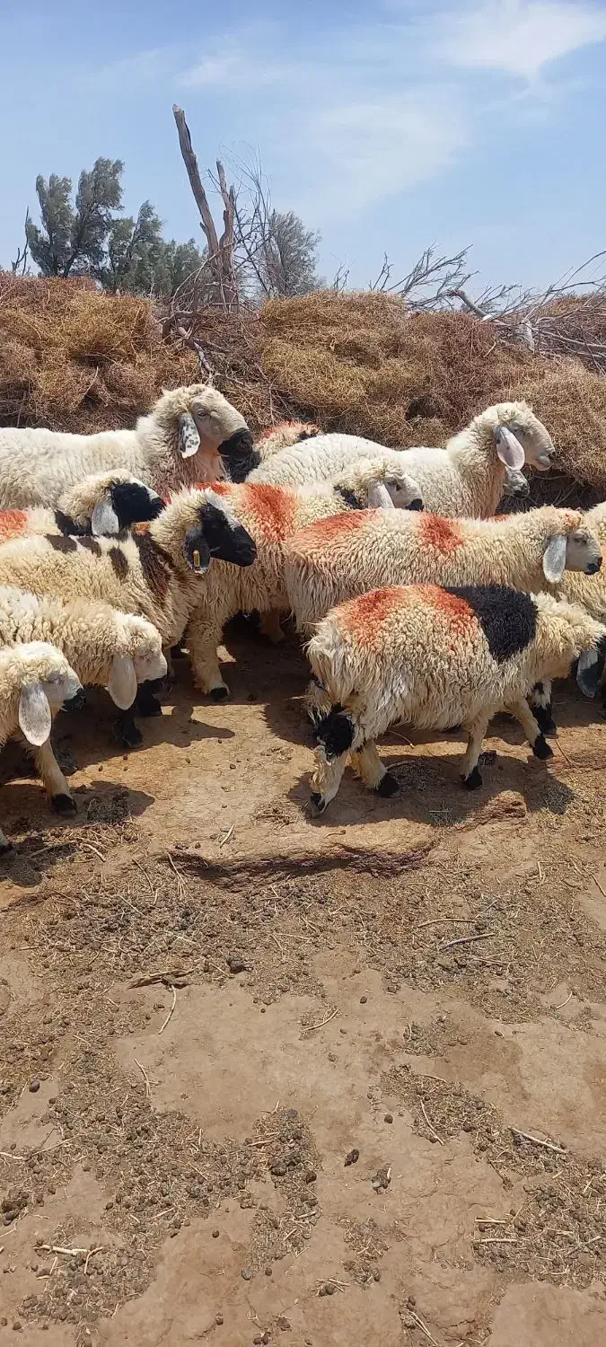 بره نر قوچ ماده|حیوانات مزرعه|زابل, |دیوار