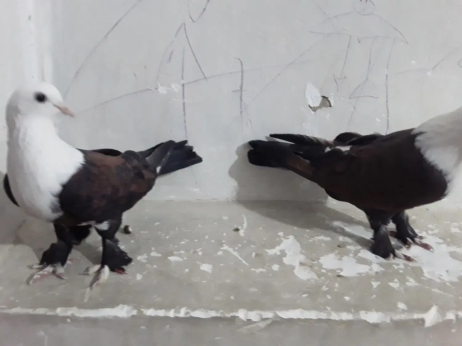 یه جفت کربلایی|پرنده|صادق آباد, |دیوار