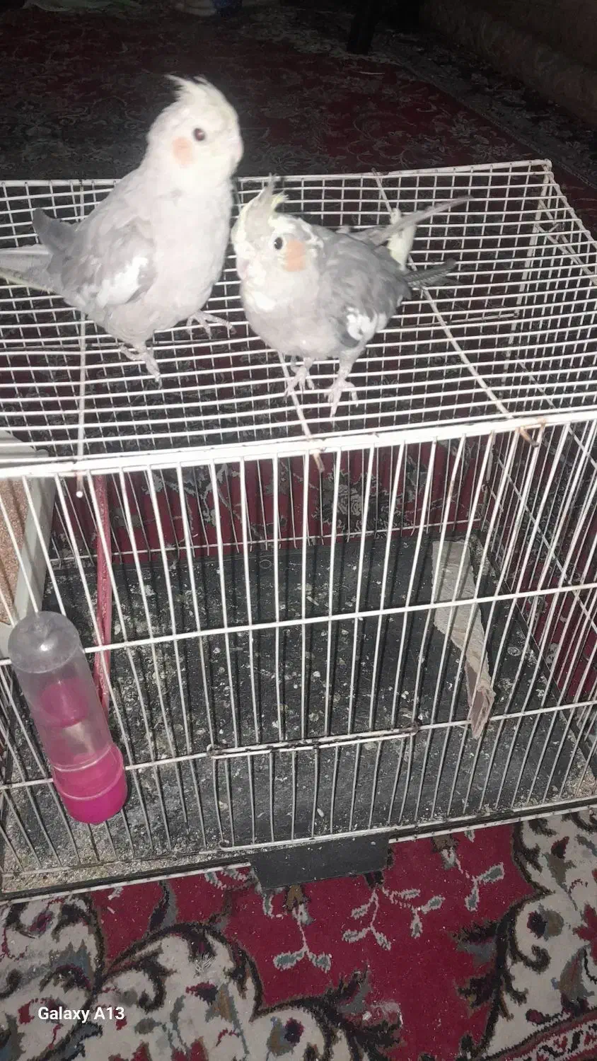 عروس هلندی|پرنده|مشهد, سجادیه|دیوار