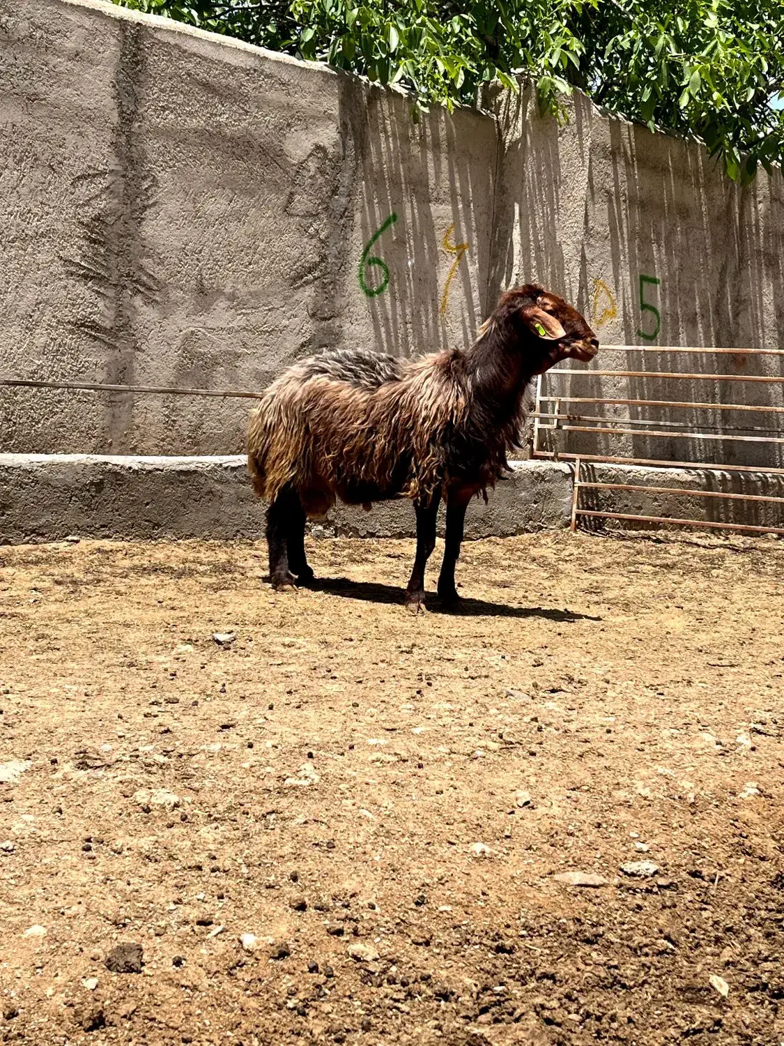 قوچ همو|حیوانات مزرعه|صائین قلعه, |دیوار