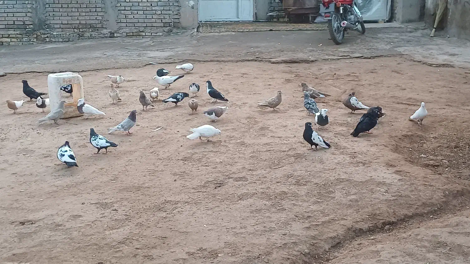 شوش عبدالخان سده شاوور اهودشت|پرنده|کرخه, |دیوار