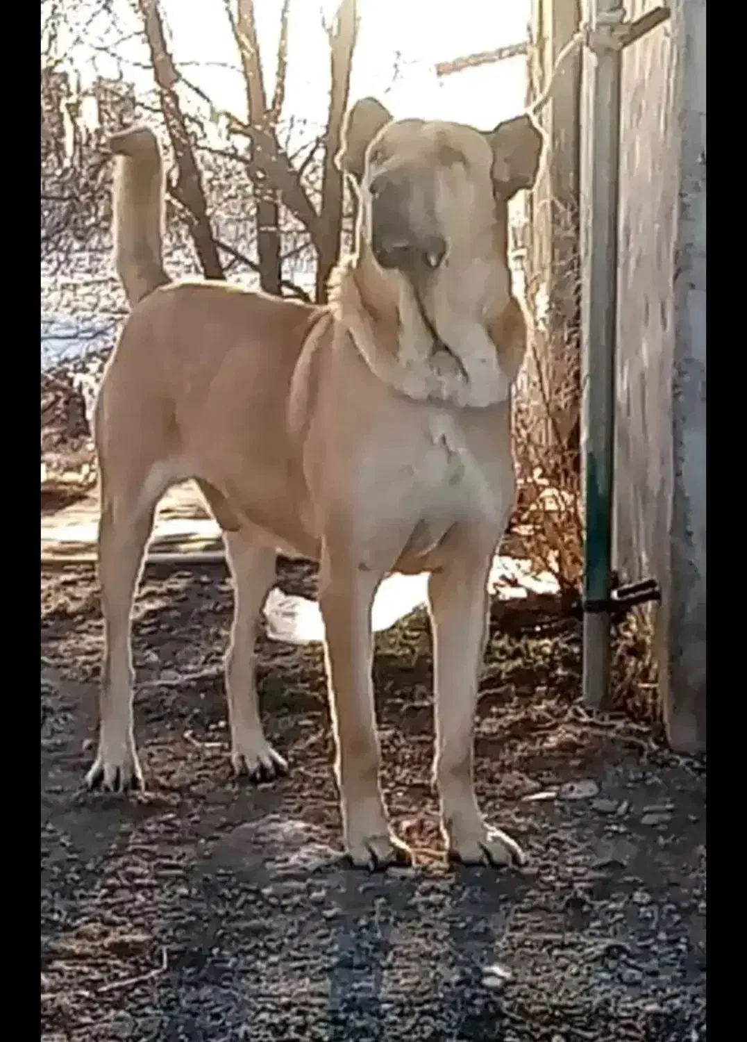 سگ سرابی|سگ|بستان آباد, |دیوار