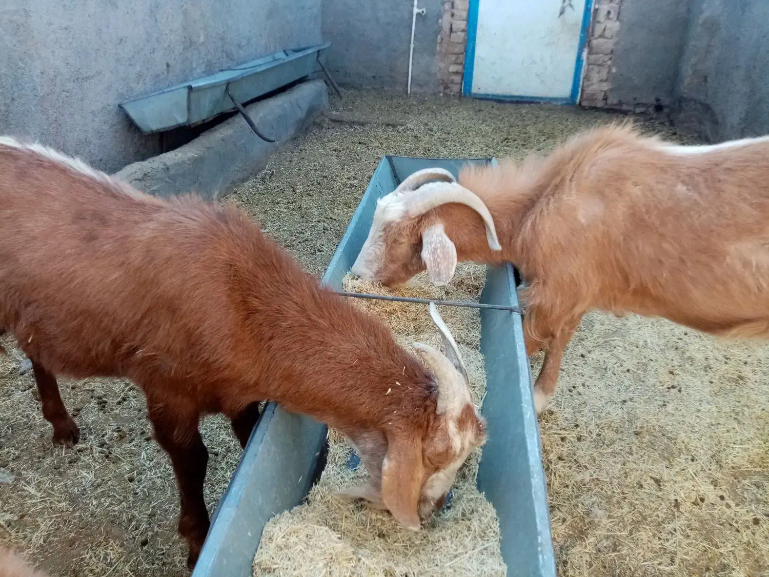 چبش و بزغاله پرواری|حیوانات مزرعه|سده (خراسان جنوبی), |دیوار