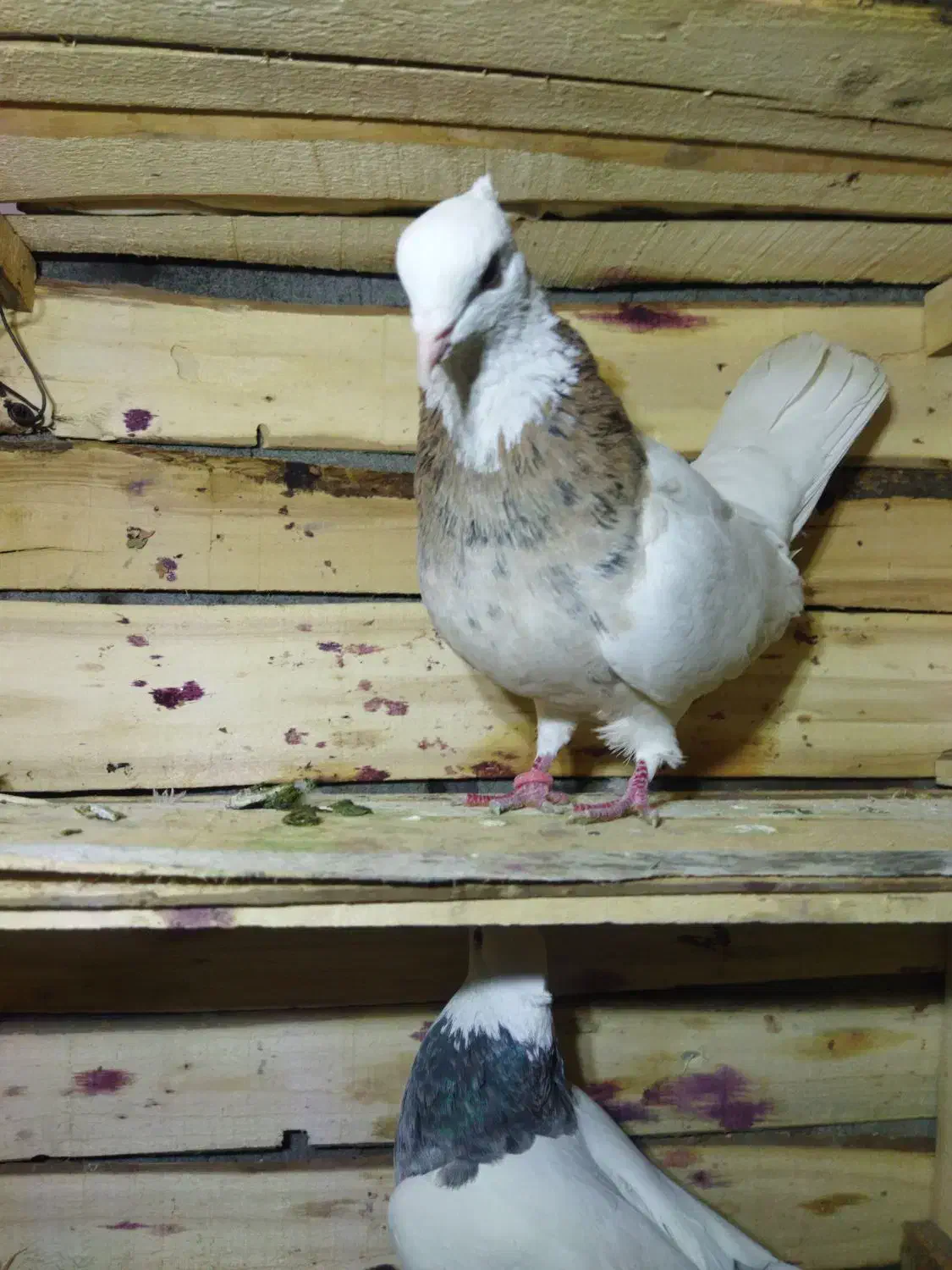 طوقی|پرنده|محمدشهر, محمدشهر|دیوار