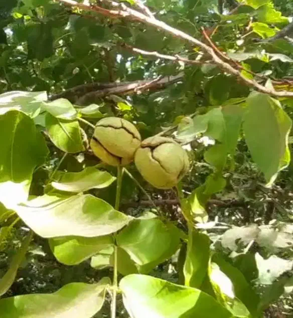 گردو|حراج|باقرشهر, |دیوار