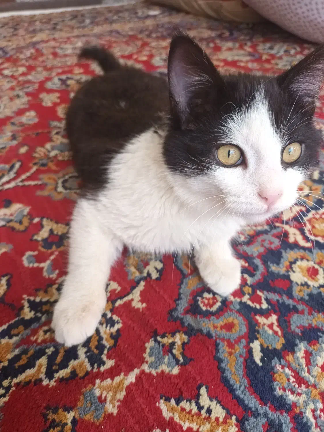 گربه نر پنج ماهه|گربه|رباط‌کریم, رباط‌کریم|دیوار