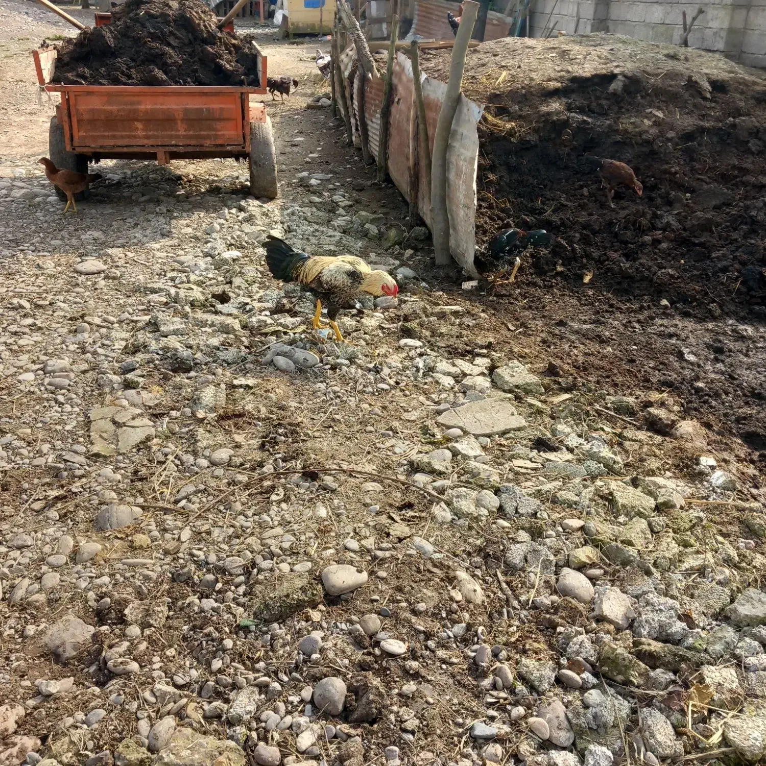 کودگاوی|گل و گیاه طبیعی|سیاهکل, |دیوار