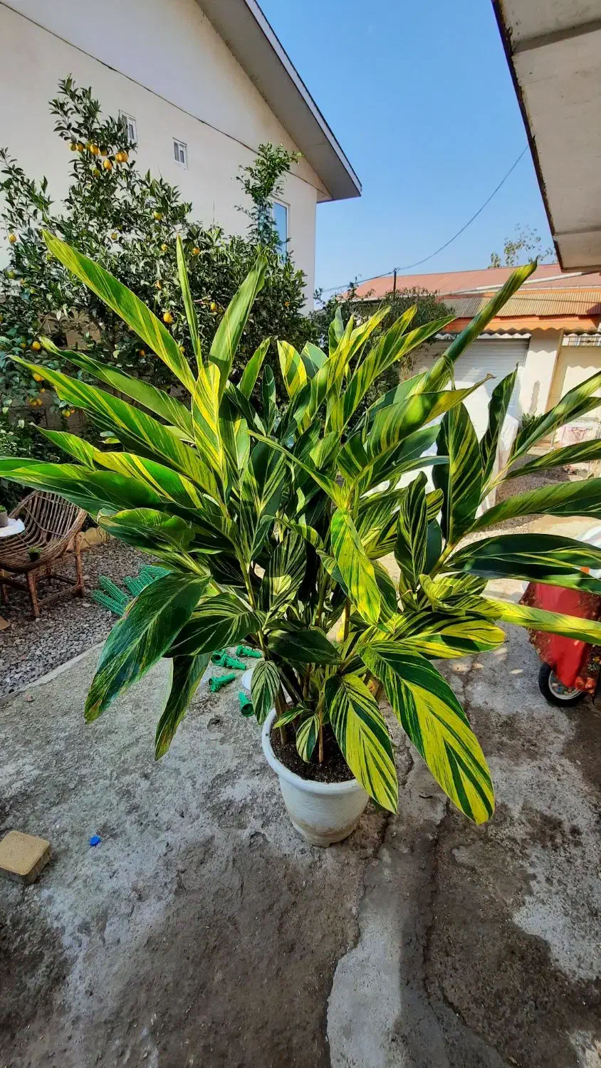 مارانتا ابلق|گل و گیاه طبیعی|شلمان, |دیوار