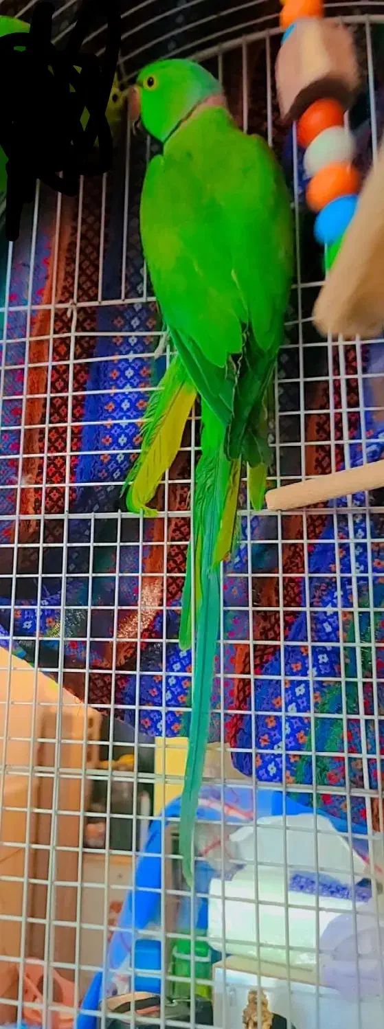 فروش طوطی ملنگو|پرنده|میناب, |دیوار