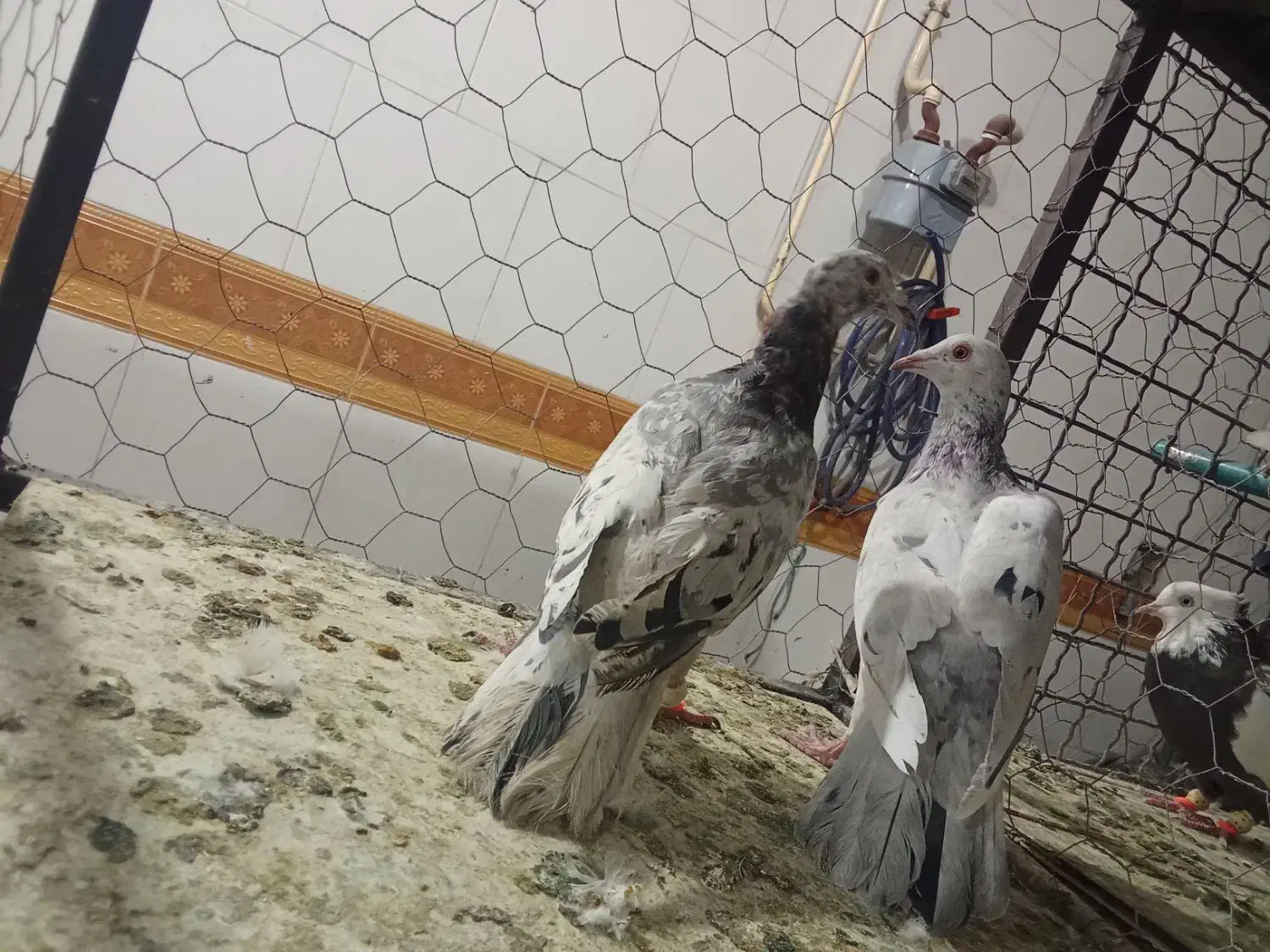 کبوتر|پرنده|قزوین, |دیوار