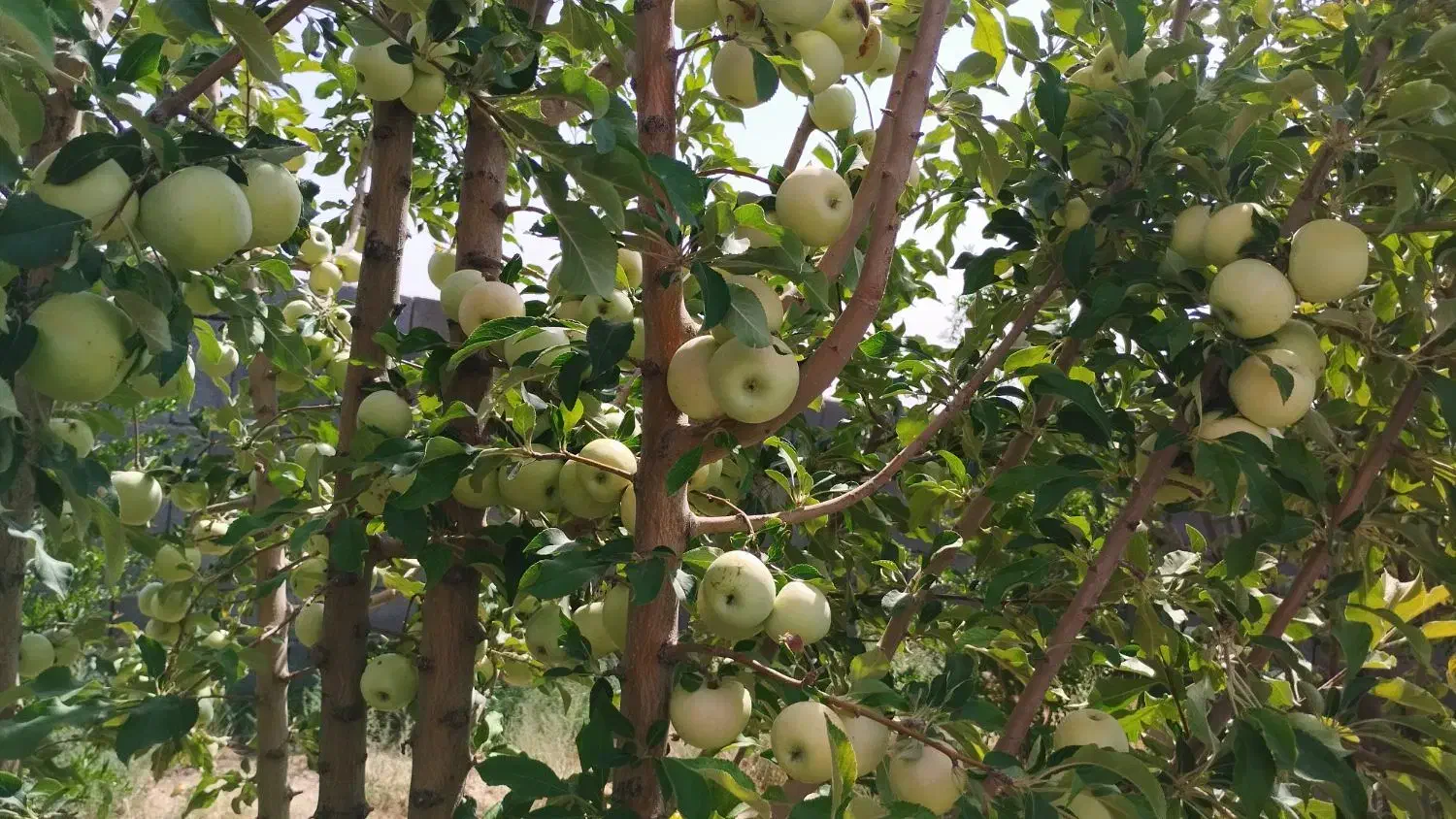 باغ|فروش زمین و ملک کلنگی|زاویه, |دیوار