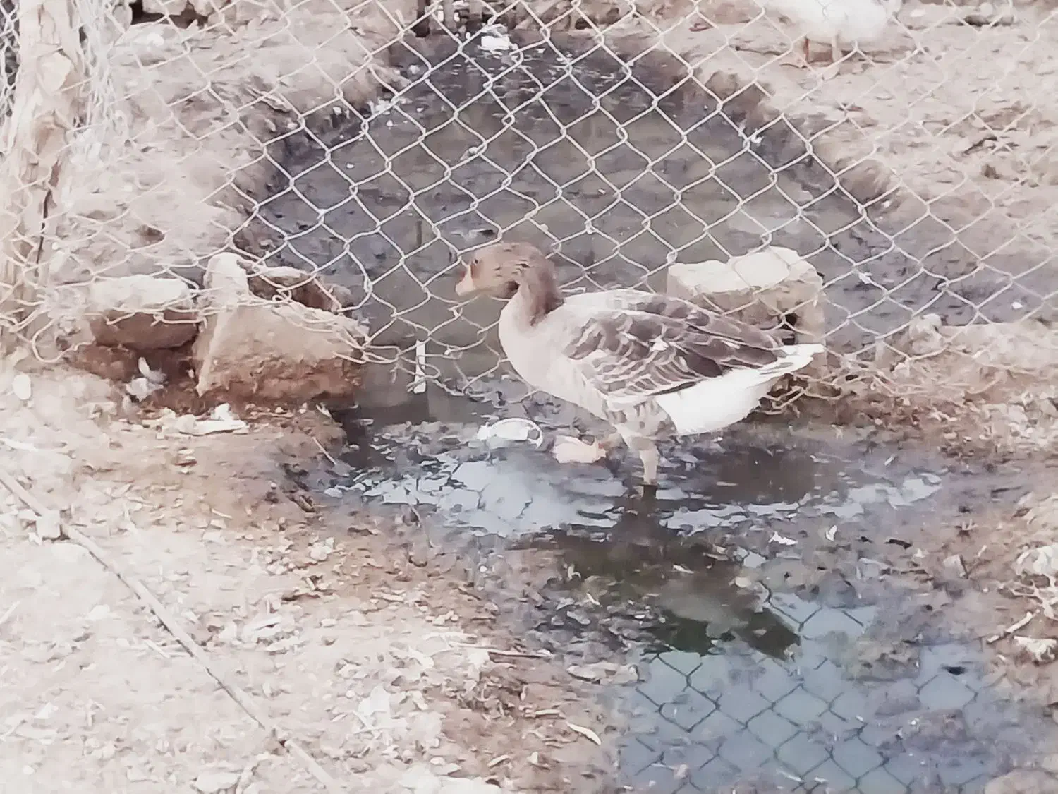 دوعدد بت نر و یک ماده|حیوانات مزرعه|تیمور آباد, |دیوار