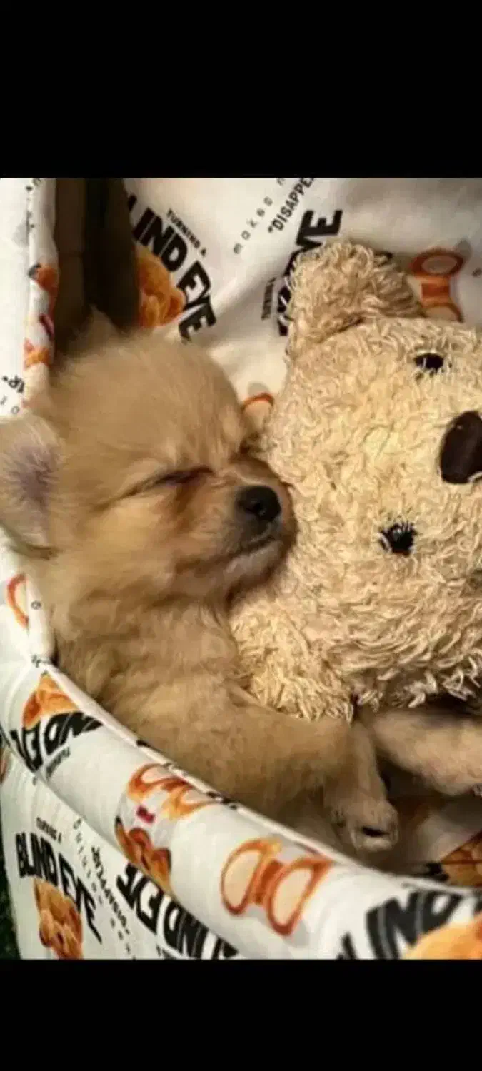 سگ پامر|سگ|مشکیندشت, |دیوار