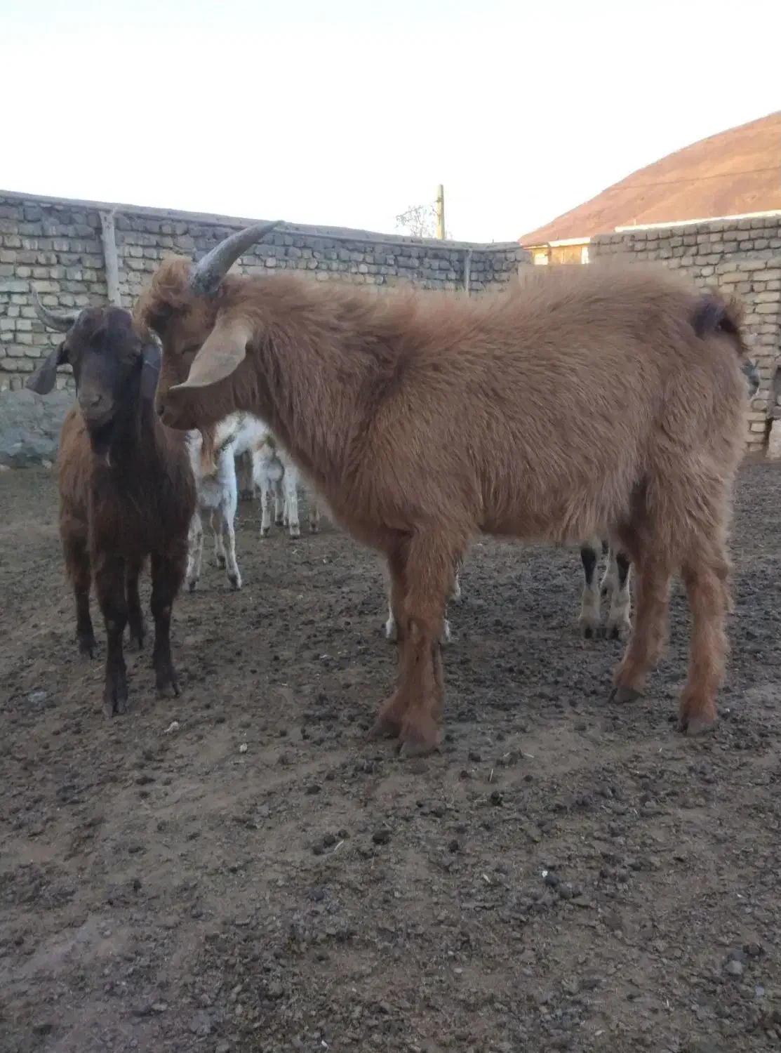 بزغاله برای کشتار|حیوانات مزرعه|خنداب, |دیوار