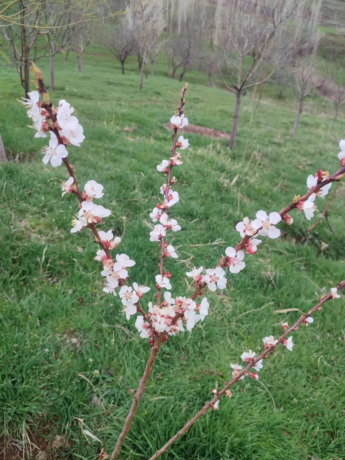 هرس انواع درختان به صورت کاملا اصولی وبه روز|خدمات باغبانی و درختکاری|خلخال, |دیوار