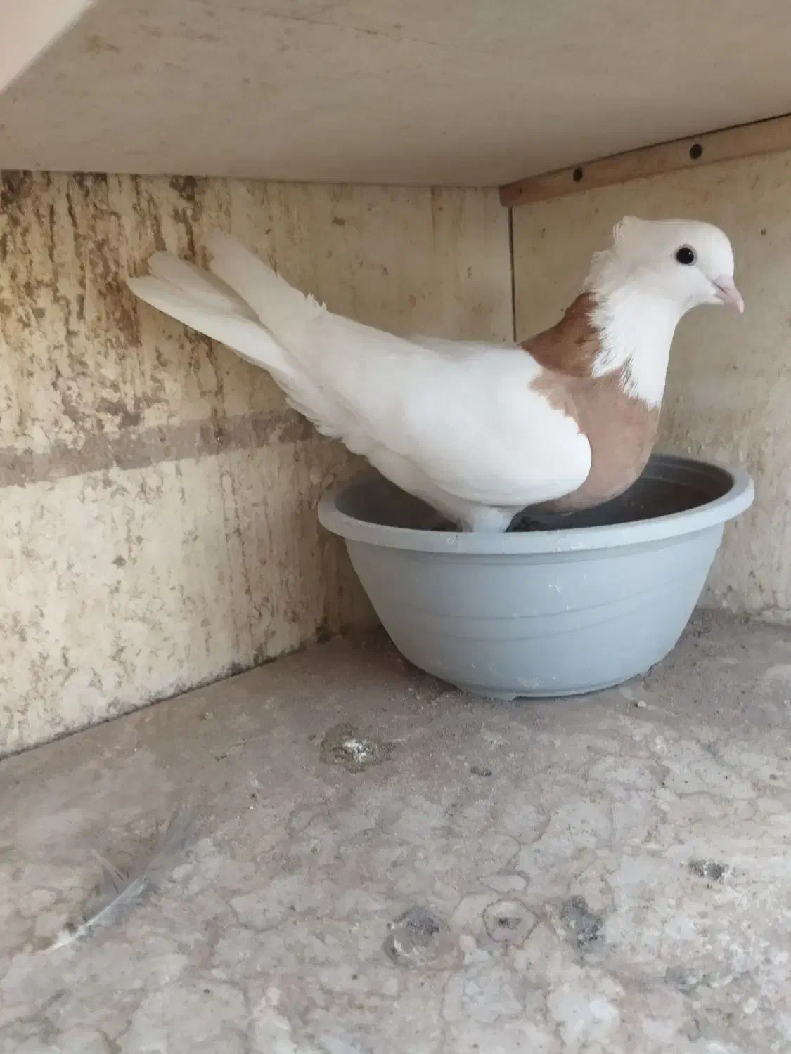 کبوتر پرشی|پرنده|سمنان, |دیوار