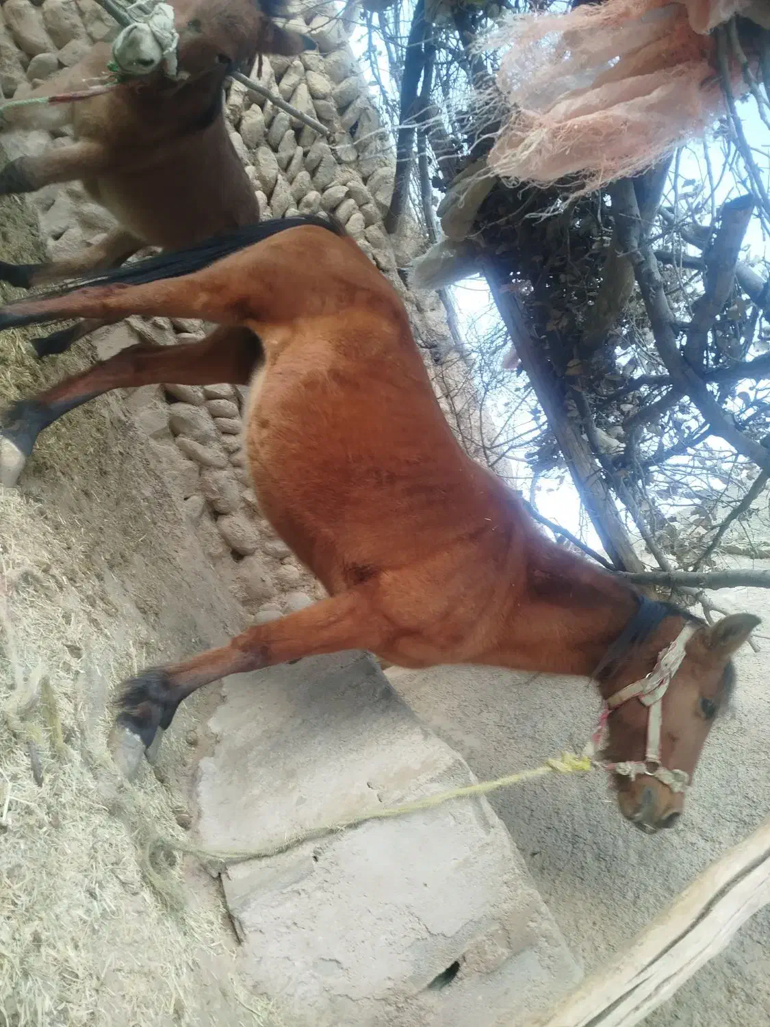 مادیون وقاطر|اسب و تجهیزات اسبسواری|لردگان, |دیوار