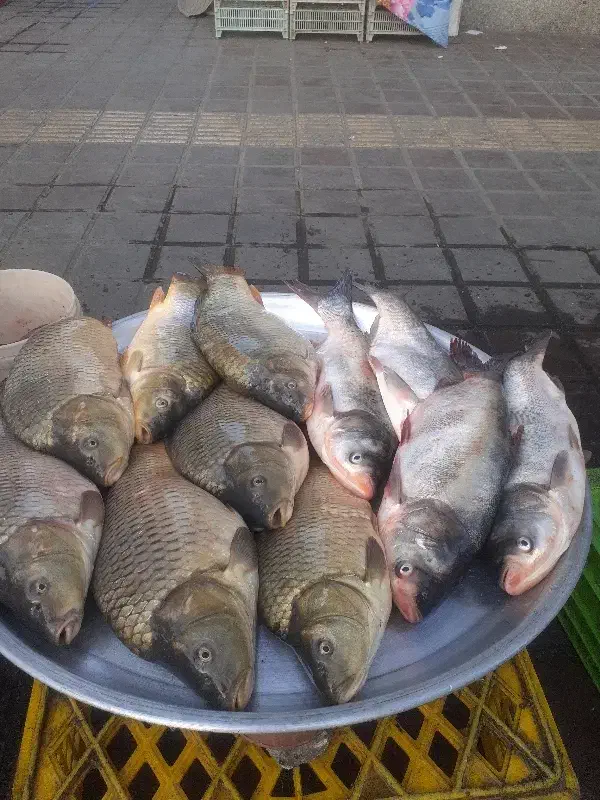 ماهی تازه|ماهی|صومعه‌سرا, |دیوار