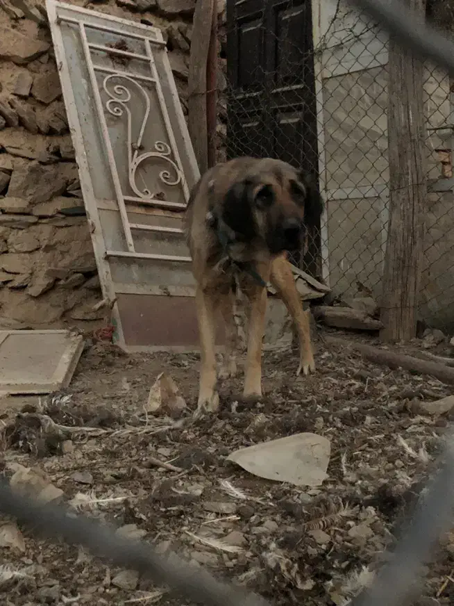 واگذاری|سگ|اراک, |دیوار