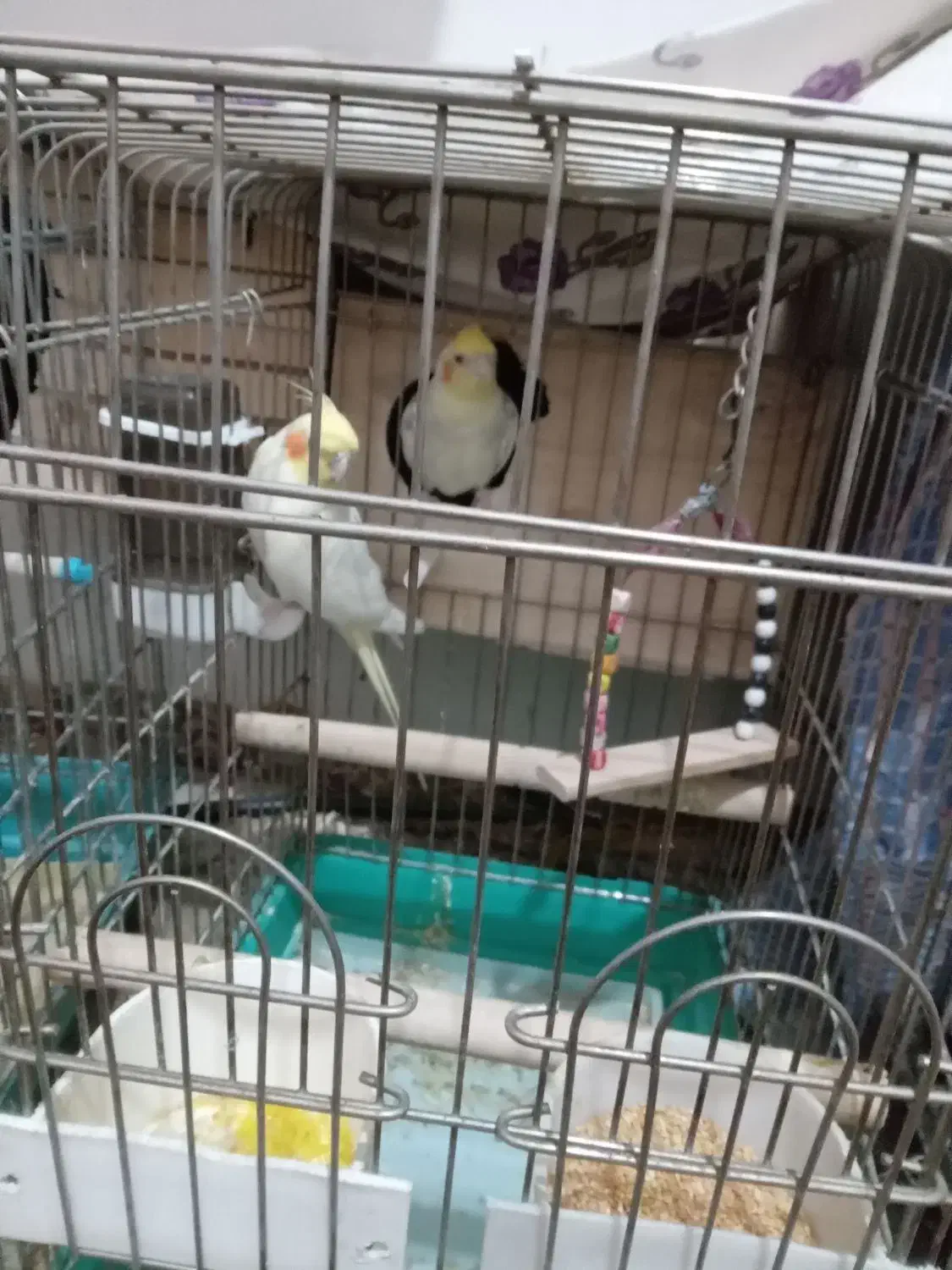 تعدادی عروس هلندی|پرنده|فردیس, سرحد آباد|دیوار