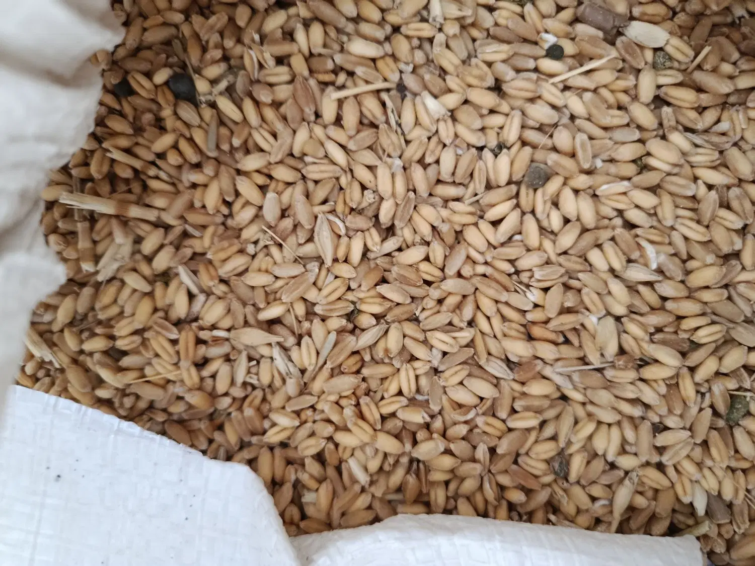 گندم|خوردنی و آشامیدنی|تبریز, |دیوار