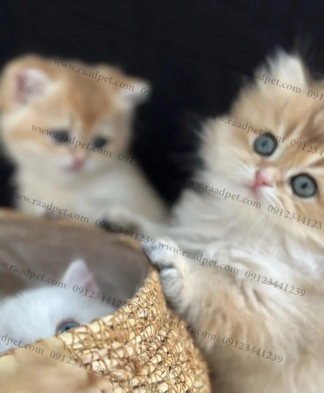 گربه اسکاتلندی/گربه وروجک و معروف اسکاتلندی|گربه|تهران, جنتآباد شمالی|دیوار