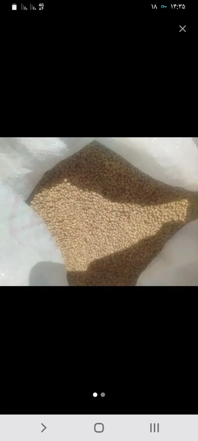 لوبیا محلی|عمده‌فروشی|کهنوج, |دیوار