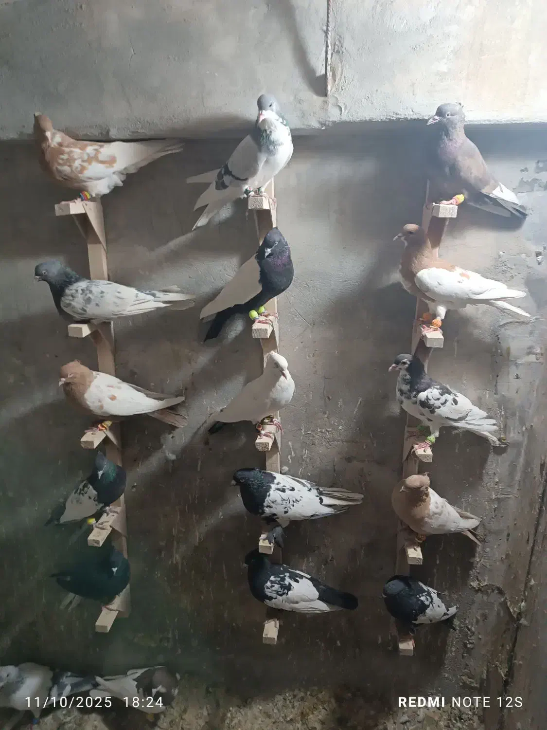 رنگی بیرونی|پرنده|شیراز, حومه شیراز|دیوار