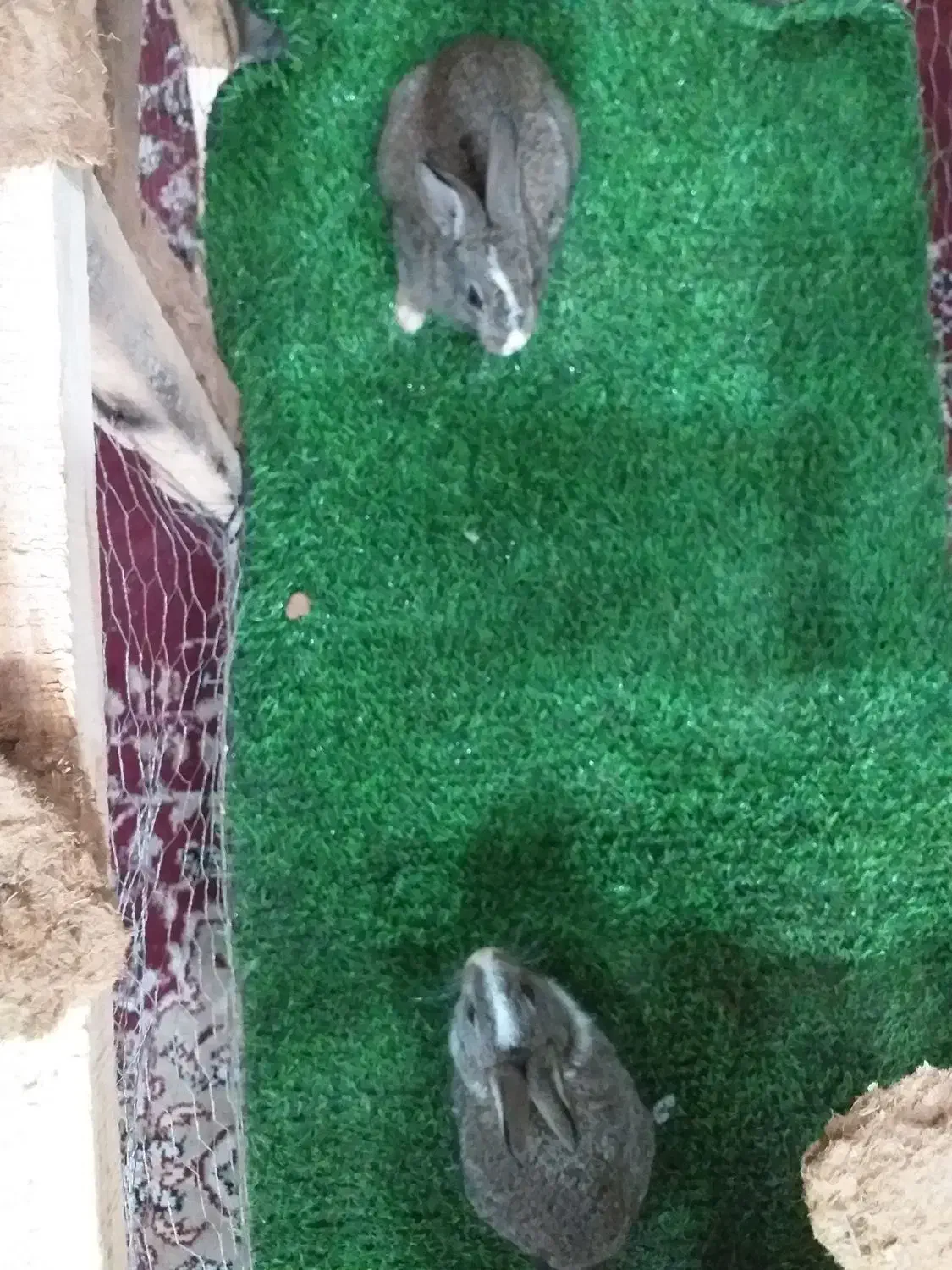 خرگوش|موش و خرگوش|مشهد, شترک|دیوار