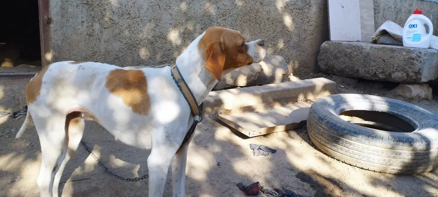 فروش توله سگ انگلیس ماده|سگ|گلی داغ, |دیوار